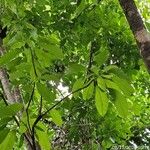 Dendropanax cuneatus Blad