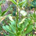 Iberis semperflorens Meyve