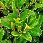 Ilex cornuta ഇല