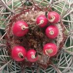 Melocactus intortus Квітка