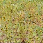 Bidens radiata आदत