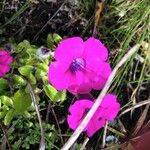 Petunia integrifolia Flor
