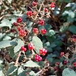 Rubus canescens Frucht
