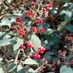 Rubus canescens Fruto