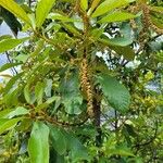 Clethra mexicana برگ