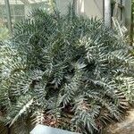 Encephalartos horridus Hábitos