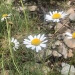 Leucanthemum monspeliense Flower