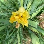 Iris variegata Blomst