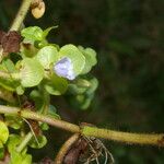 Bacopa salzmannii Habitus