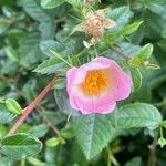 Rosa rubiginosa Квітка