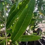 Avicennia germinans Leaf