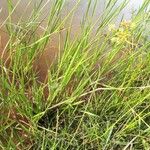 Cyperus difformis Alkat (teljes növény)