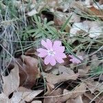 Phlox speciosa Květ