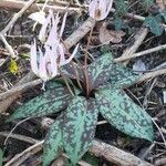 Erythronium dens-canis 花