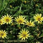 Arctotheca calendula Staniste
