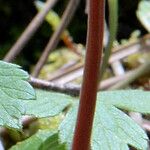 Pyrola chlorantha Corteccia