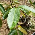 Garcinia mangostana Leaf