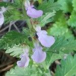 Teucrium scordium Квітка