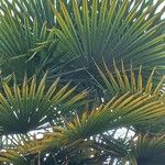 Trachycarpus fortunei List