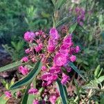 Kalmia angustifolia برگ