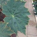 Begonia heracleifolia 叶