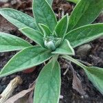 Cynoglossum amabile Folha