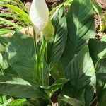 Spathiphyllum wallisii ᱥᱟᱠᱟᱢ