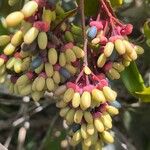 Ouratea castaneifolia Frucht