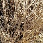 Eleocharis palustris Lehti