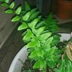 Pellaea viridis 葉