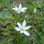 Ornithogalum divergensFlower