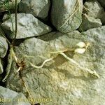 Lathyrus setifolius Blad