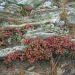 Vaccinium uliginosum Folio