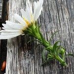 Symphyotrichum pilosum 花