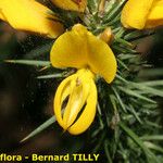 Ulex gallii Flor