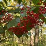 Viburnum dilatatum Frutto