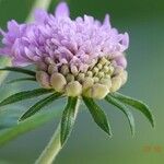 Scabiosa lucida Fleur