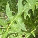 Sisymbrium austriacum Hoja