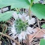 Hydrophyllum capitatum Flower