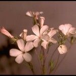 Linanthus dichotomus Flower