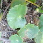 Hydrocotyle verticillata Feuille