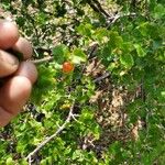 Ribes cereum Lapas