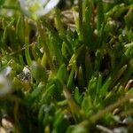 Sagina pilifera অভ্যাস