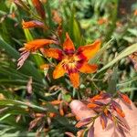 Crocosmia × crocosmiifloraFlors