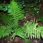 Dryopteris dilatata Habitatea