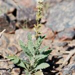 Reseda villosa Habitus