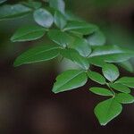 Triphasia trifolia Blad