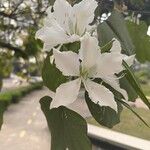 Bauhinia variegataফুল