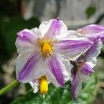 Solanum muricatum 花