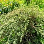 Cotoneaster microphyllus অভ্যাস